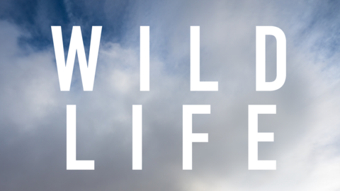 Poster showing the DVD cover of the film "Wild Life" - A woman stands in Patagonia staring up at the sky with rolling white clouds.
