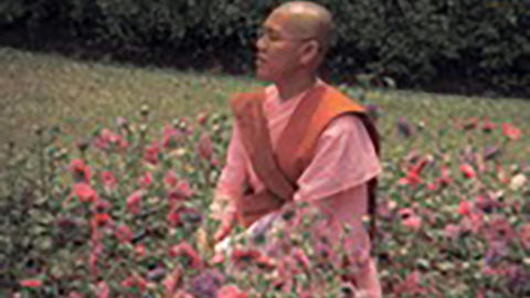 Sri Lankan nun sitting in a field of flowers