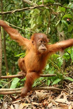 Young orangutan in the jungle