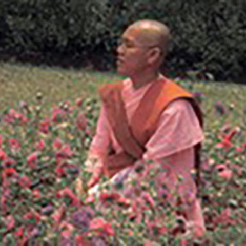 Buddhist nun sitting in a field of flowers