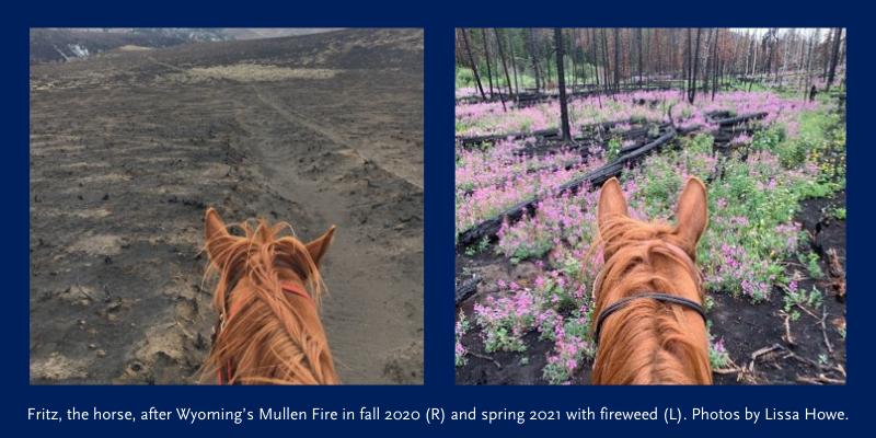 Fritz, the horse, after Wyoming’s Mullen Fire in fall 2020 (R) and spring 2021 with fireweed (L). Photos by Lissa Howe.
